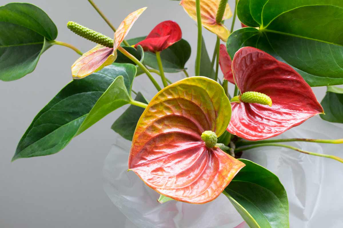 Anthurium plante tropicale