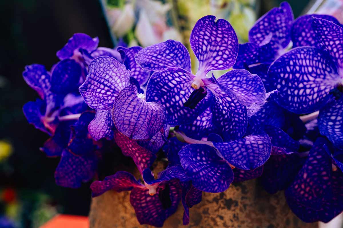 Vanda Coerulea orchidée