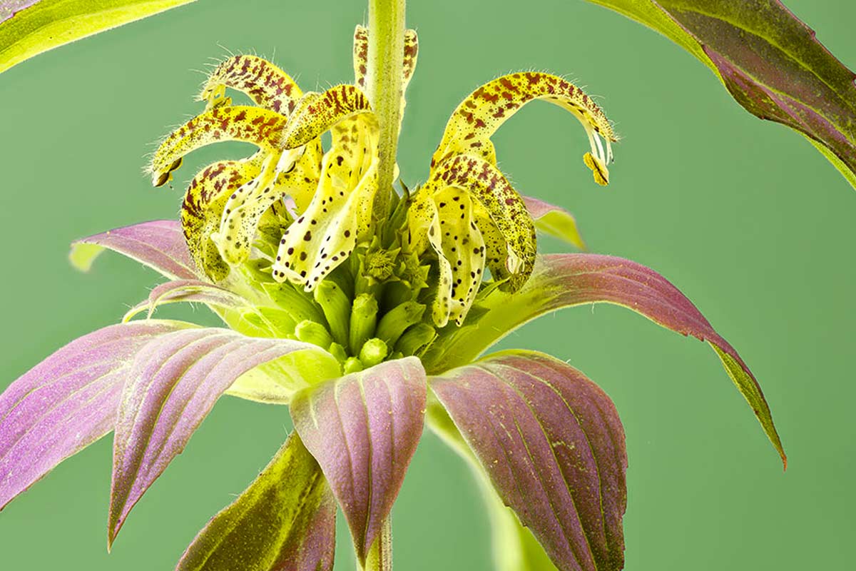 Monarda punctata