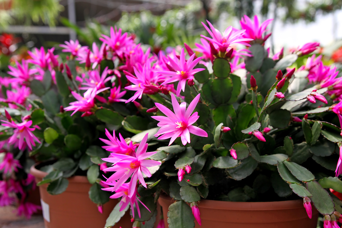 Schlumbergera gaertneri