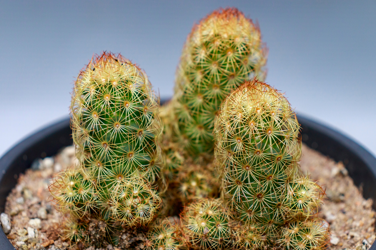 Mammillaria elongata, cactus