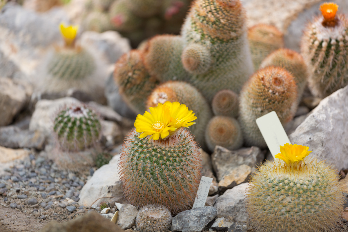 Parodia, cactus