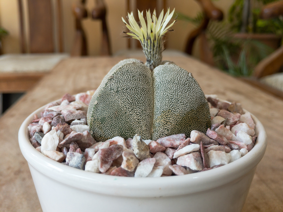 Astrophytum myriostigma