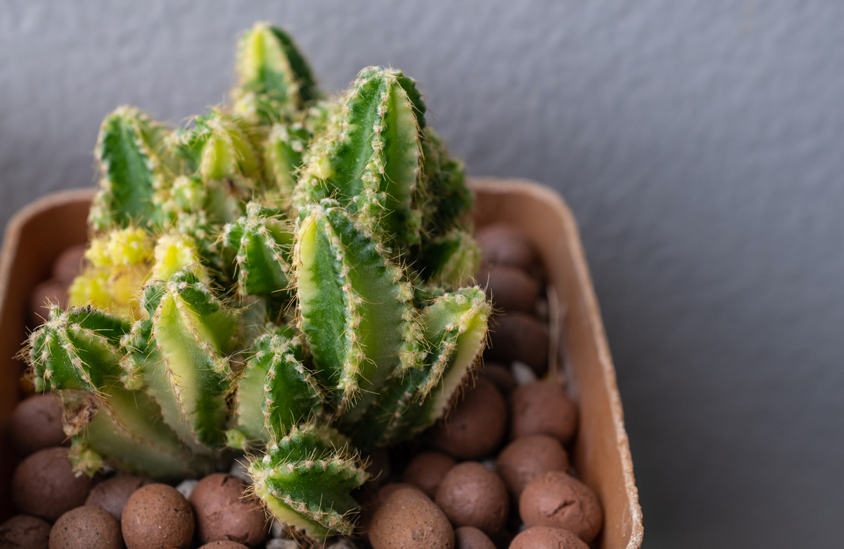 Acanthocereus tetragonus