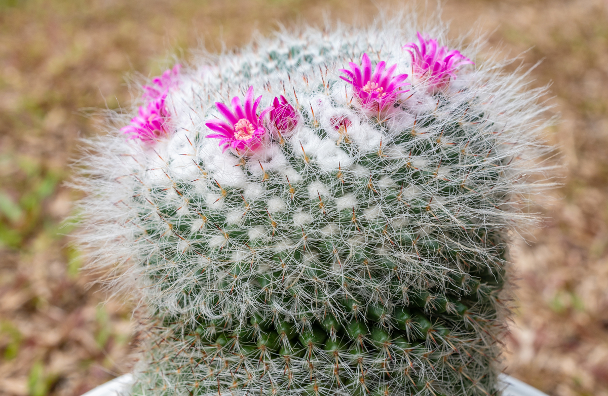 Mammillaria hahniana