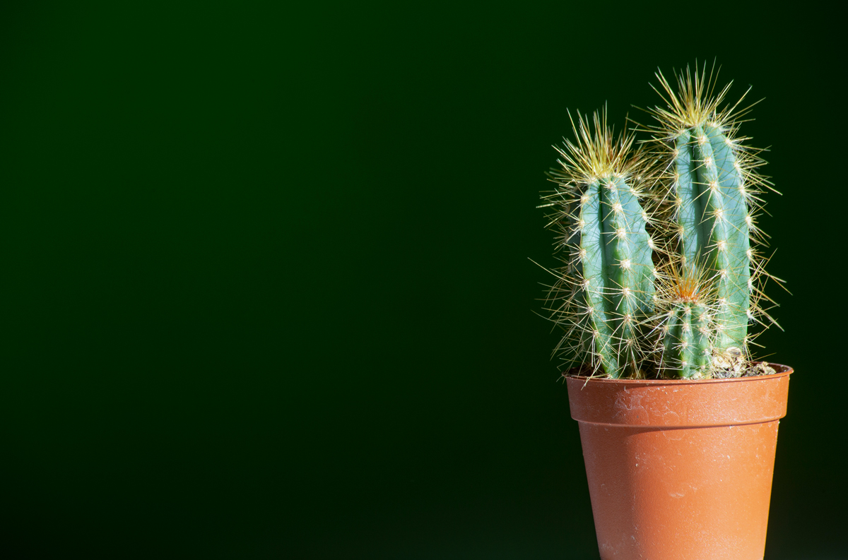 cactus Pilosocereus pachycladus