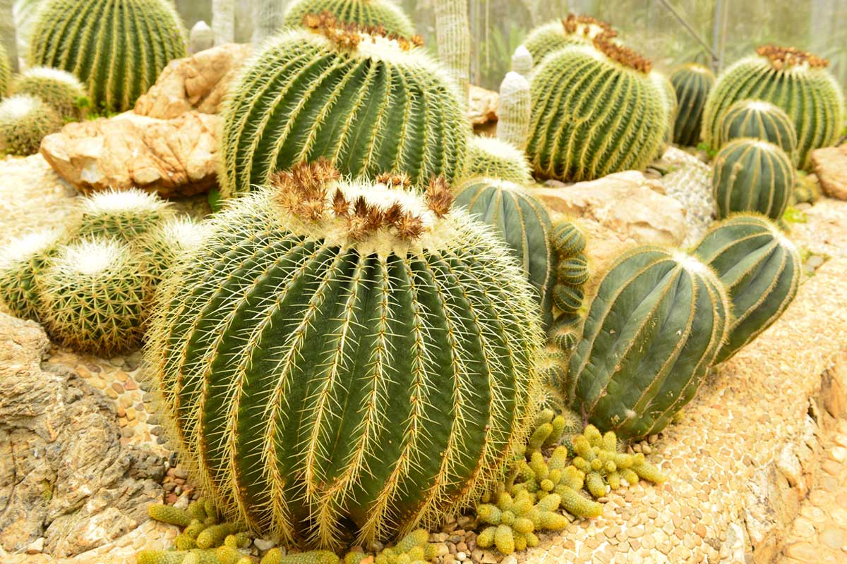 types de cactus à cultiver