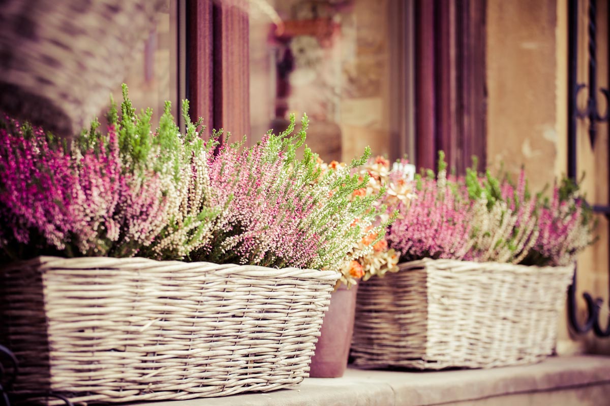 Erica en pot sur le balcon.