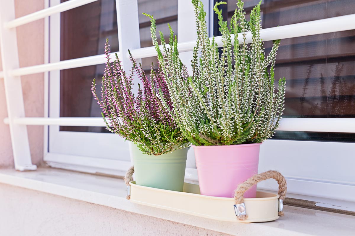 Plante Erica en pot sur le rebord d'une fenêtre de balcon.