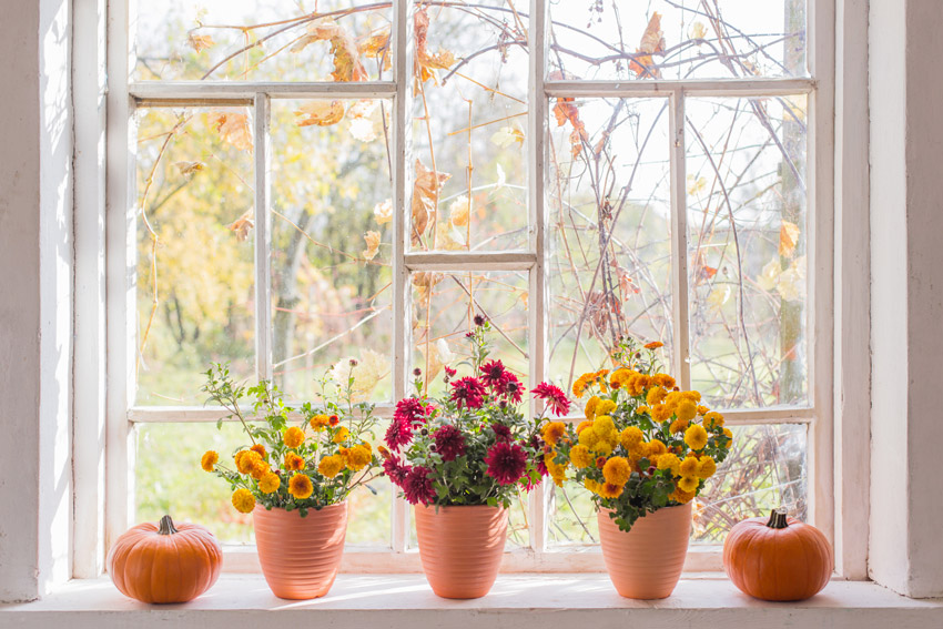 Des pots avec des fleurs d'automne pour décorer les rebords de fenêtre.