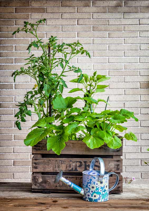 Jardinières dans une caisse en bois.