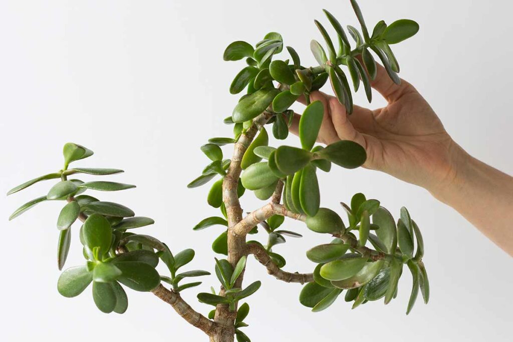 Les branches de votre arbre de jade commencent à tomber ? Voici comment le sauver