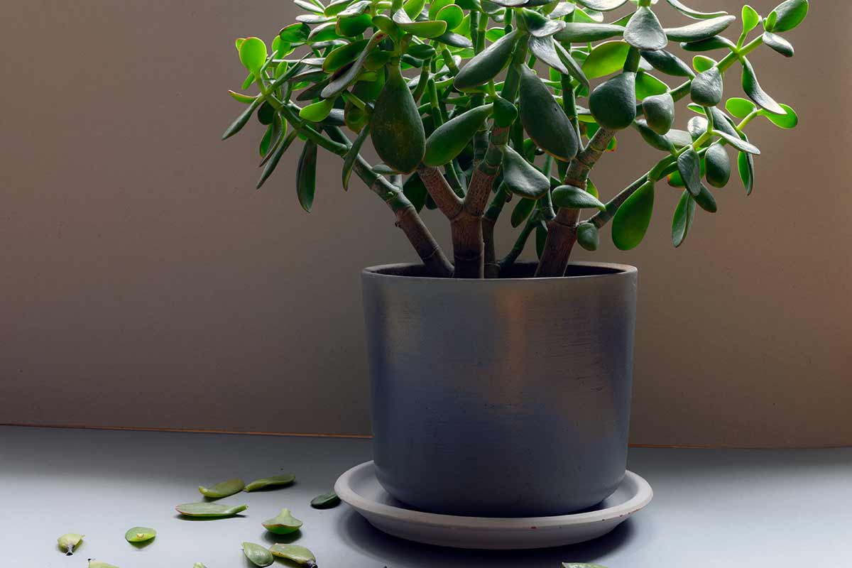 arbre de jade perd ses feuilles