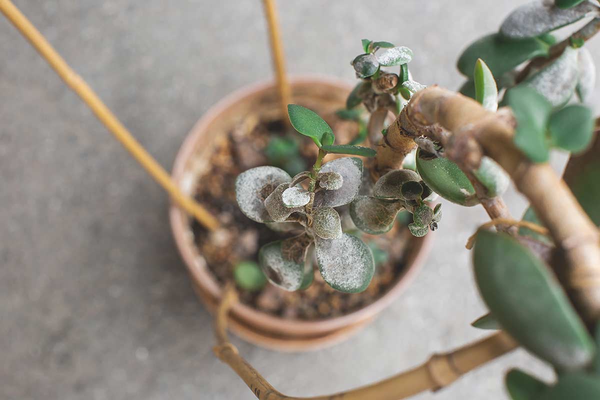 arbre de jade feuilles moisies