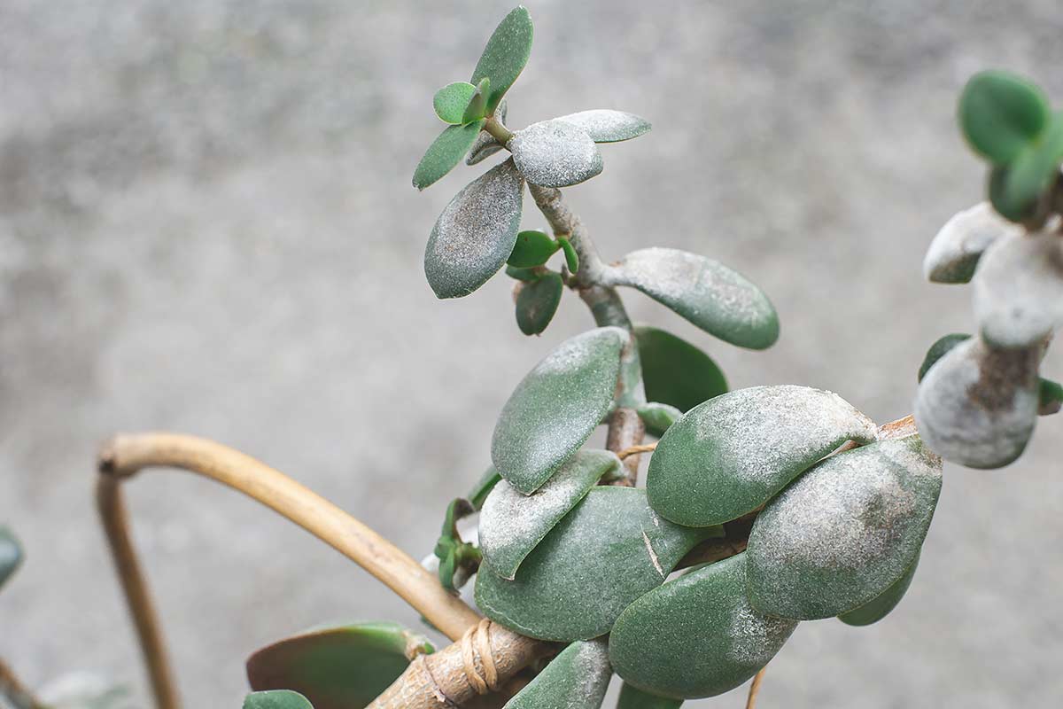 feuilles moisies arbre de jade 