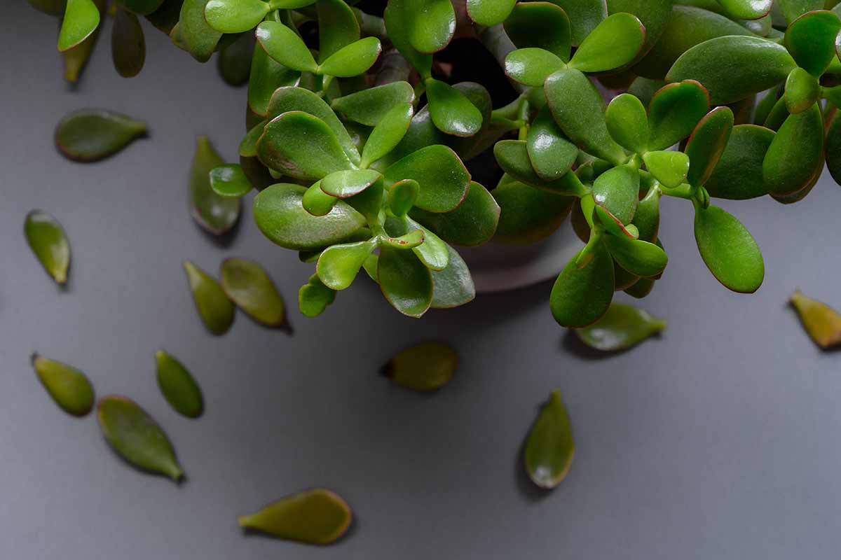 Arbre de jade perd ses feuilles