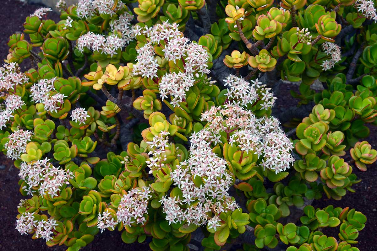 arbre de jade en fleurs