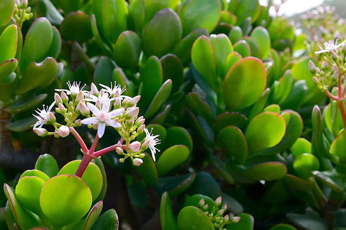 arbre de jade en octobre