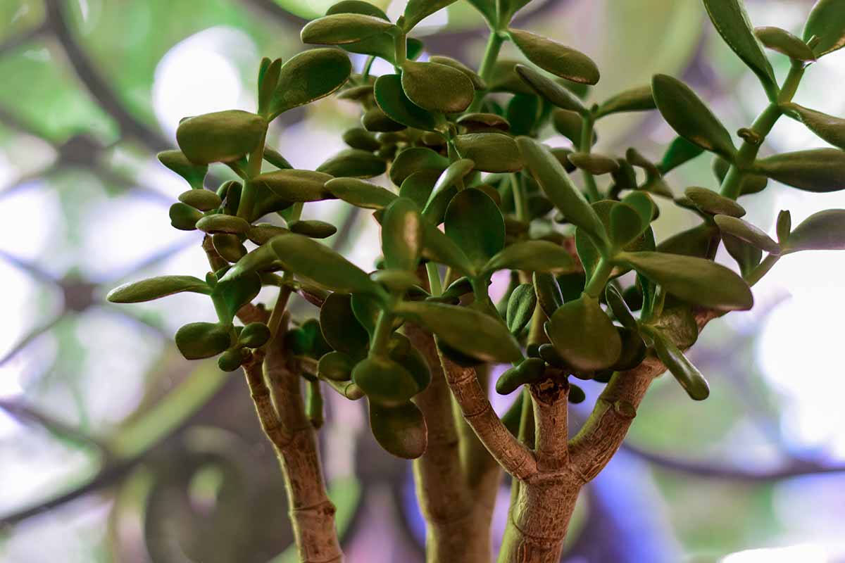 arbre de jade en automne