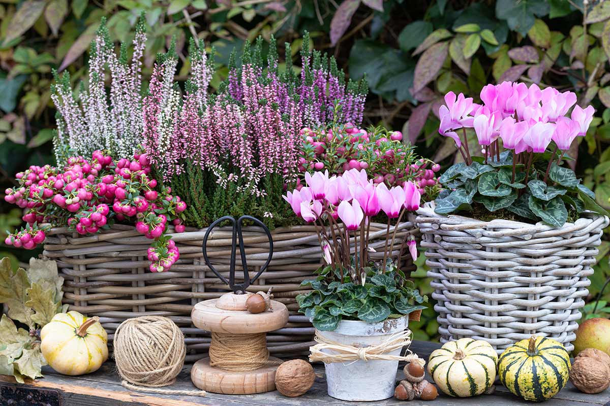 meilleures plantes à associer avec la Bruyère