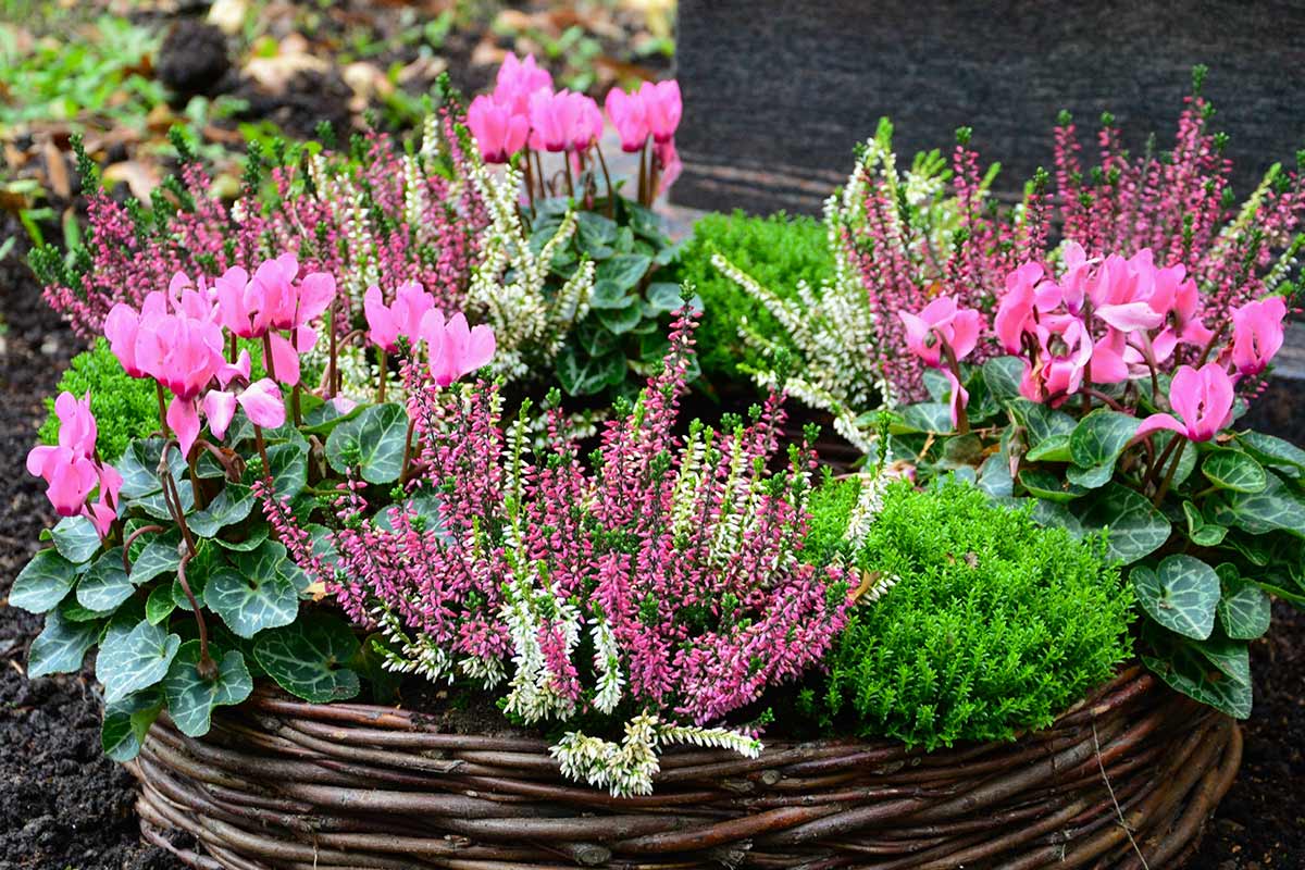 Bruyère et cyclamen.