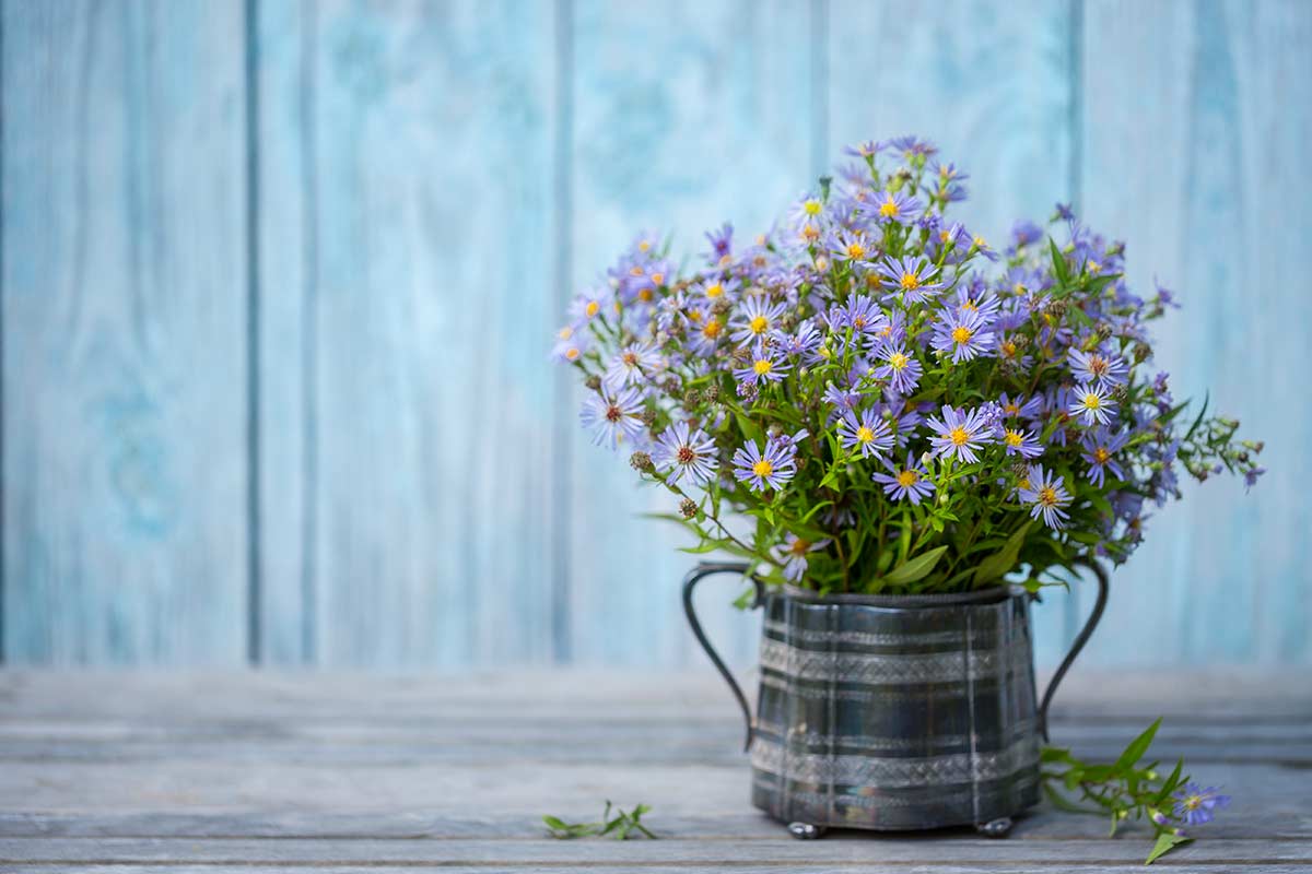 Asters en pot.