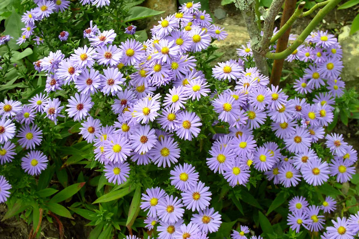 Asters dans le jardin en octobre.