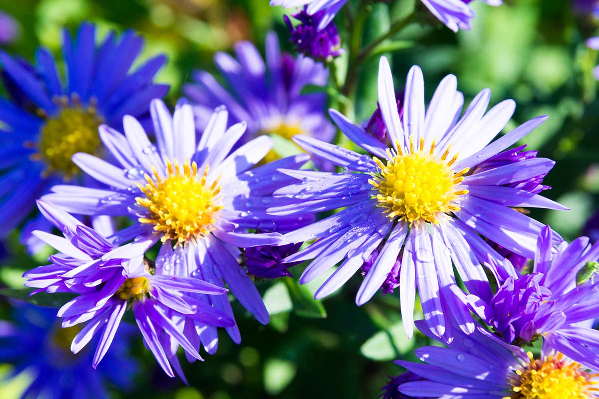 Asters en gros plan dans le jardin.