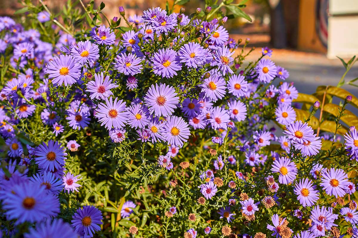 Où placer les Asters en octobre