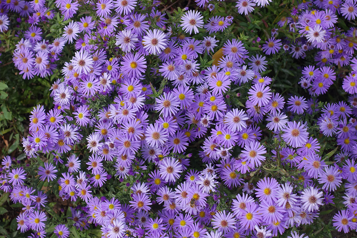 Culture d'Aster dans le jardin.