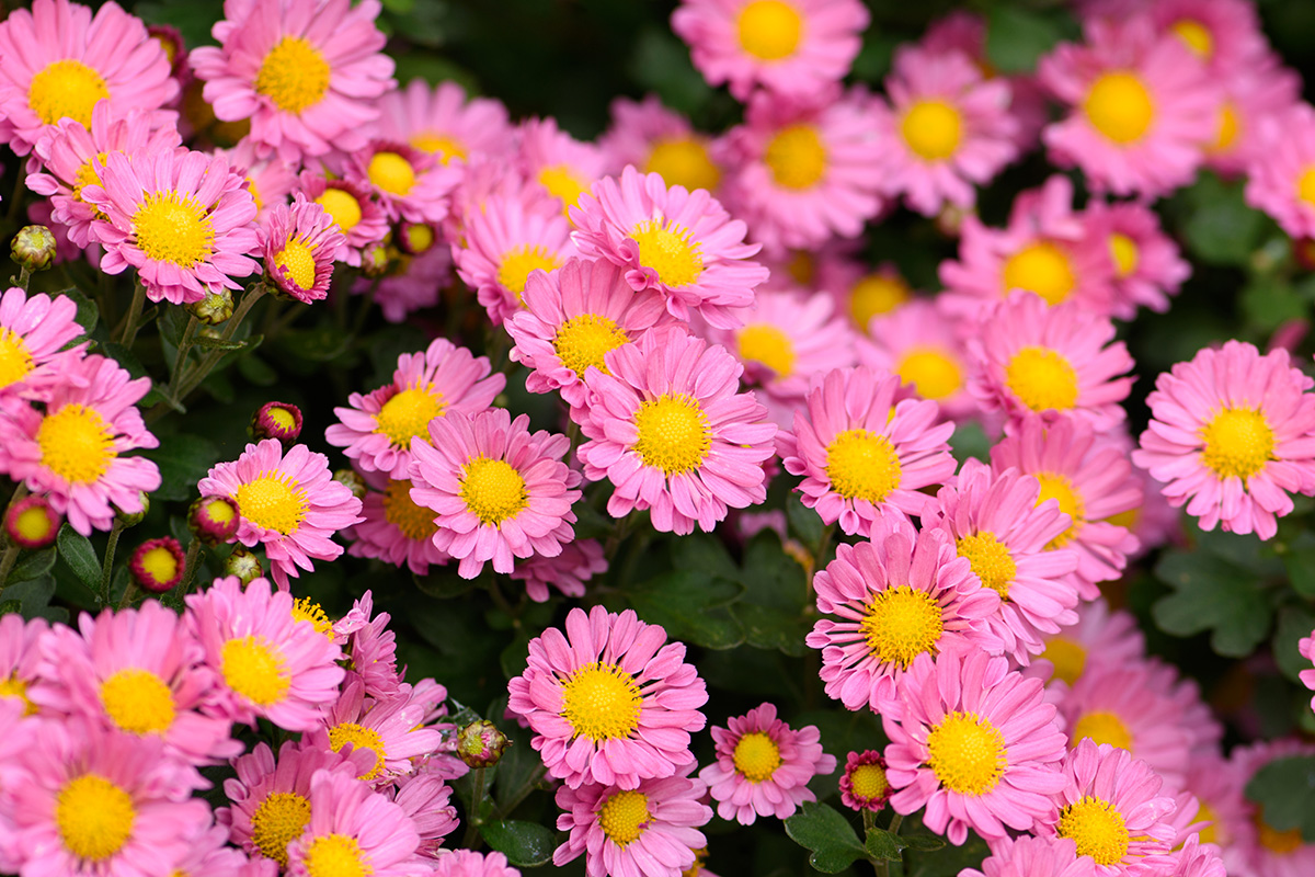 Asters fleurs automne