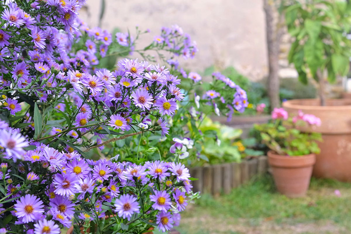 Asters de couleur violet