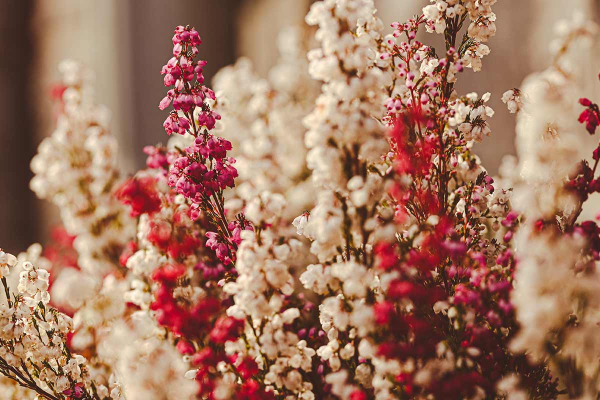 Erica cinerea ou Bruyère cendrée