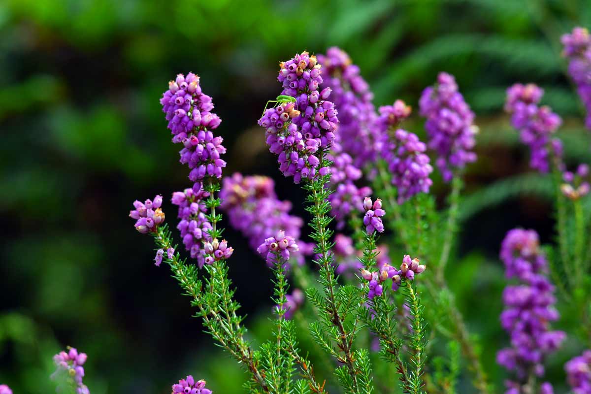 Erica cinerea ou Bruyère cendrée