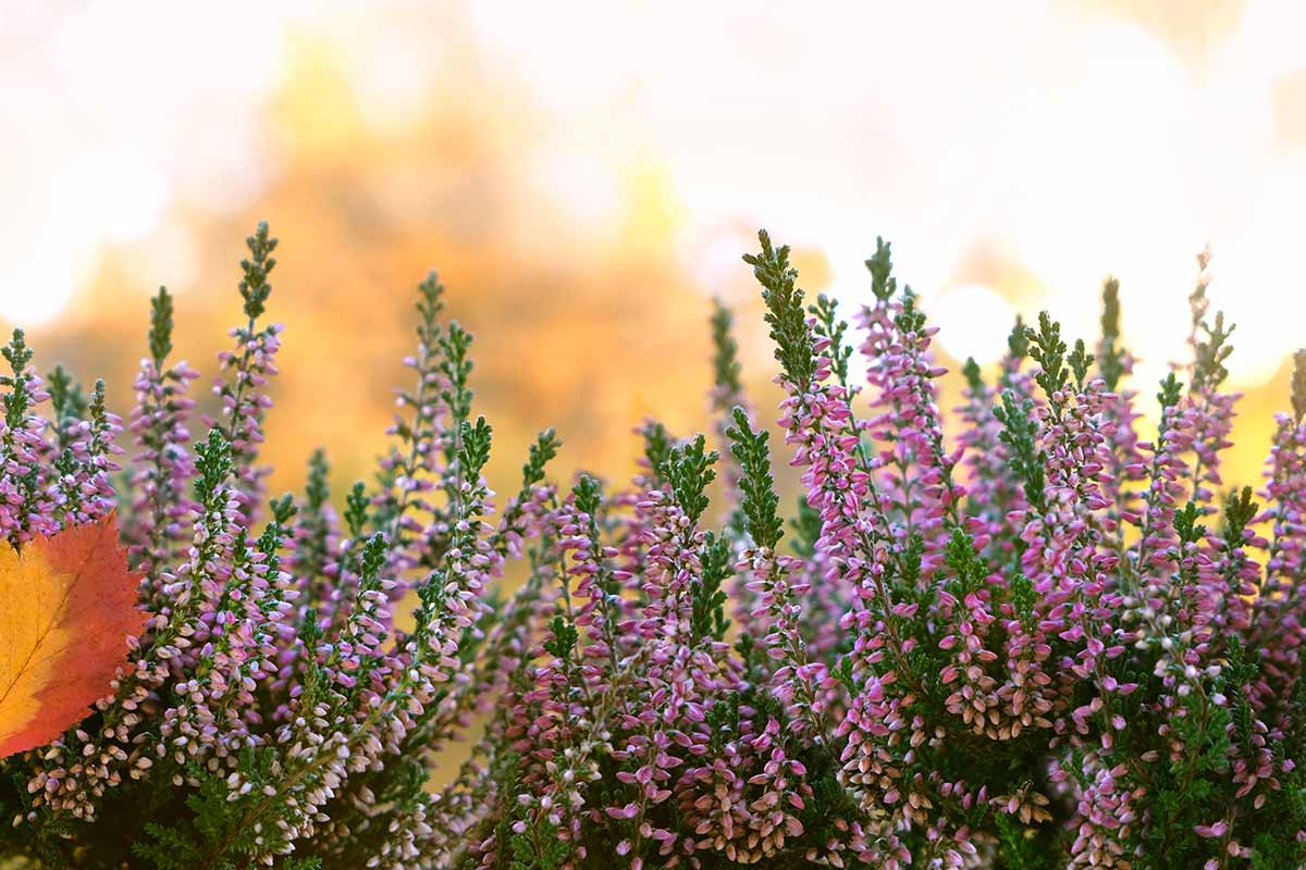 Bruyère dans le jardin.