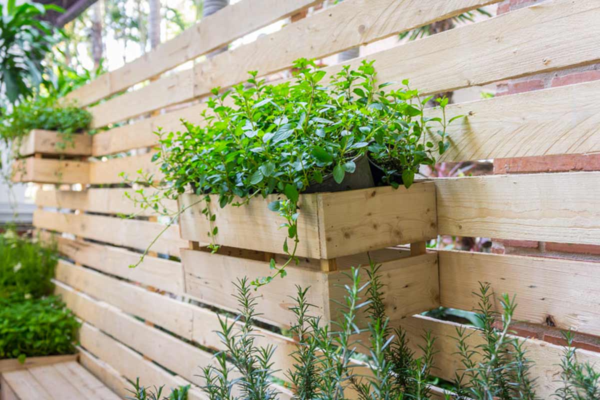 petit jardin vertical avec caisses en bois