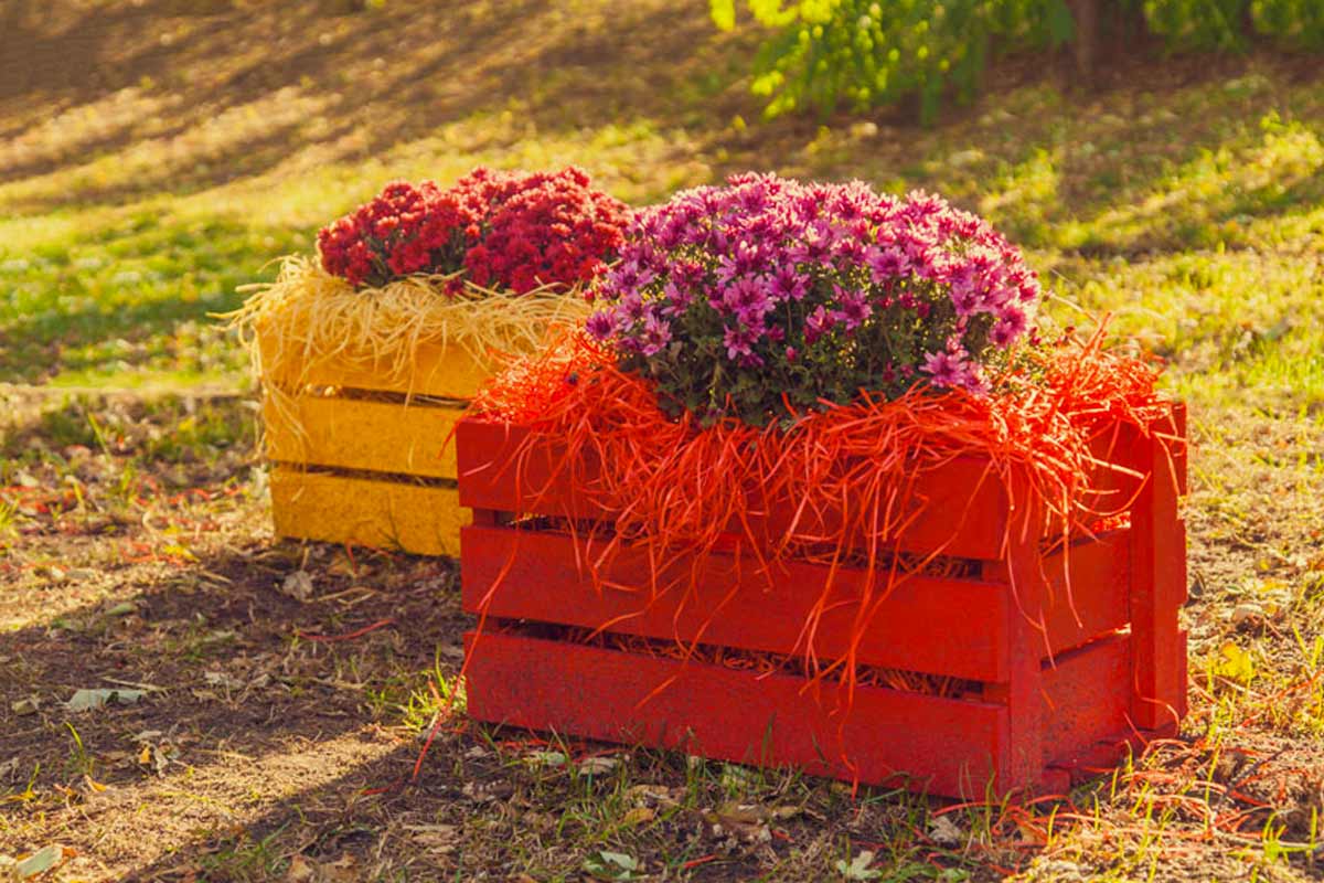 caisses en bois colorées avec fleurs dans le jardin