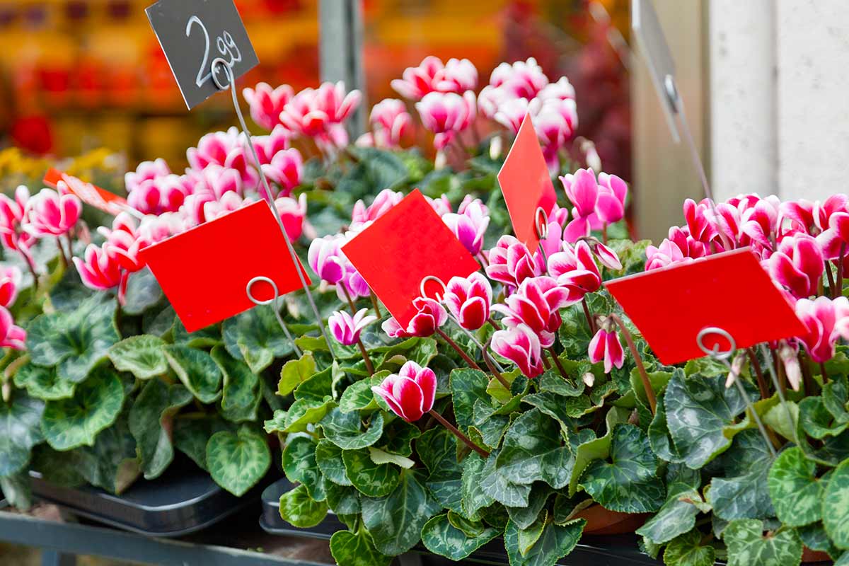 choisir cyclamens en supermarché