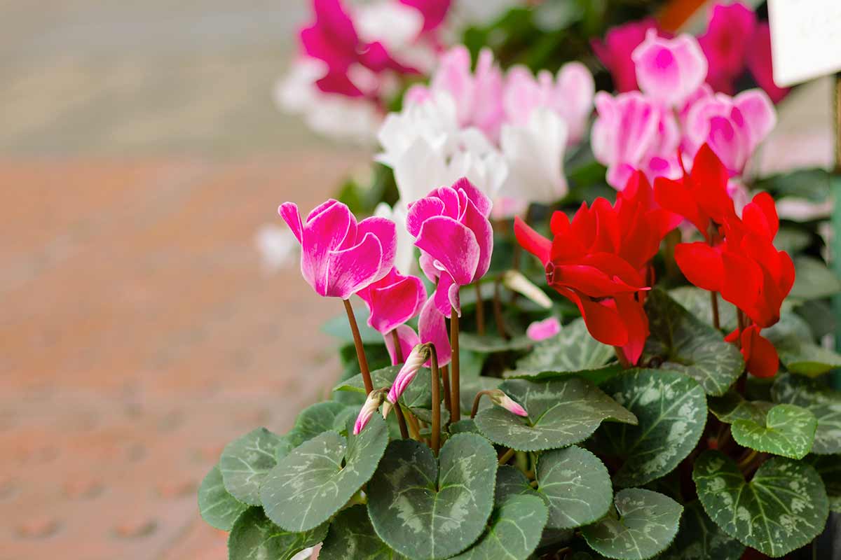 cyclamens en supermarche