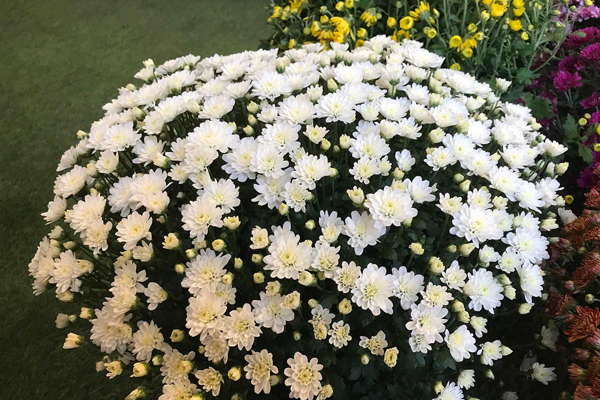 chrysanthèmes blanc