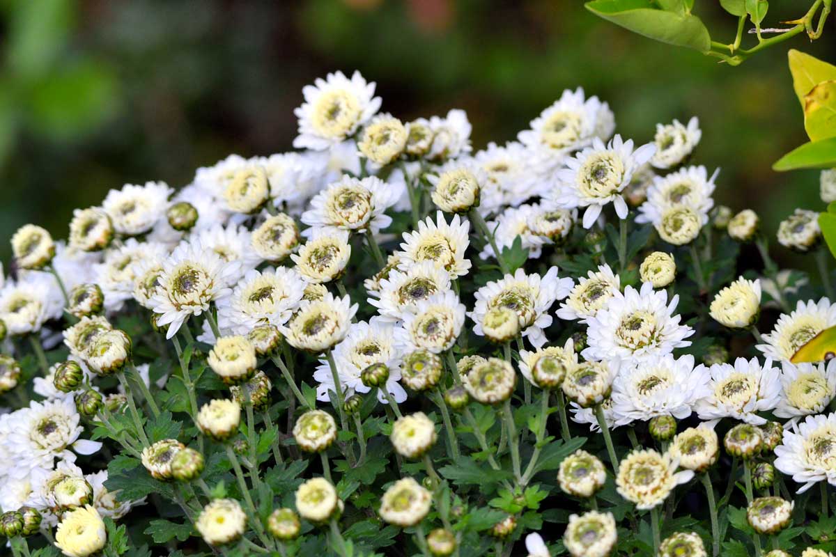 chrysanthèmes blanc