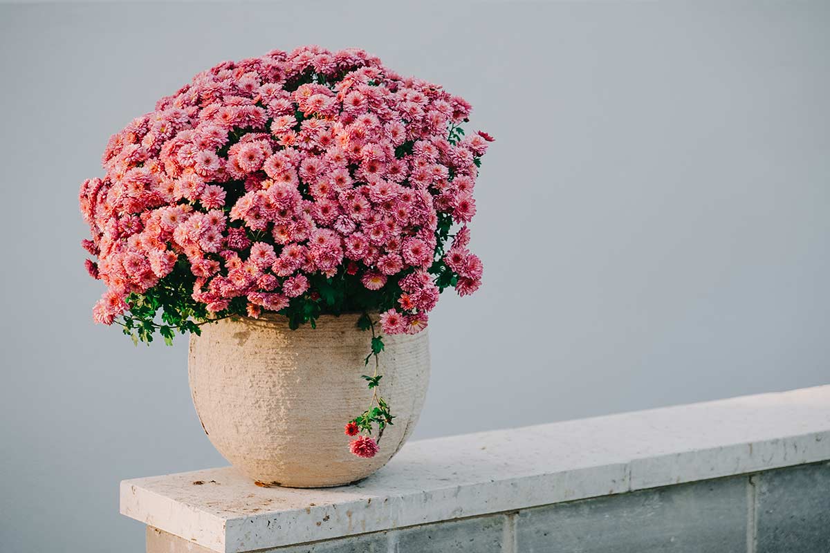 Chrysanthèmes en pots