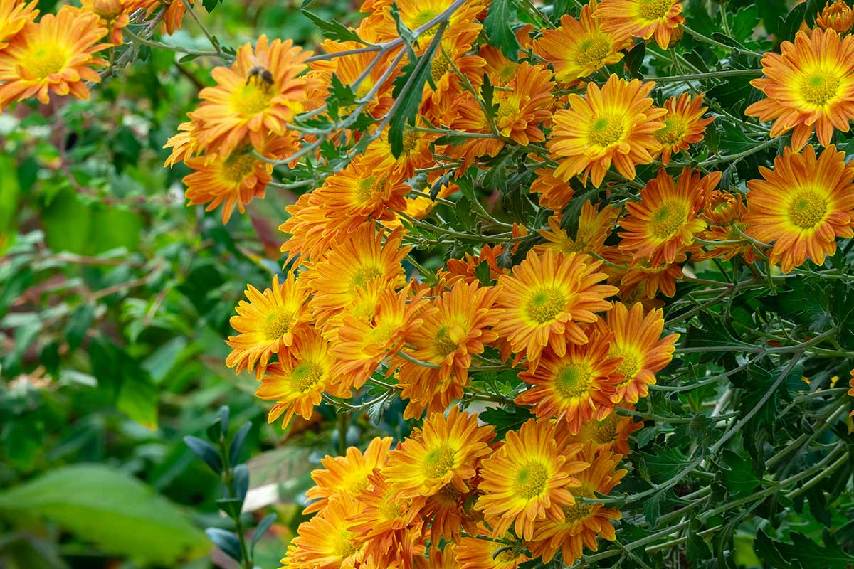 floraison de Chrysanthèmes