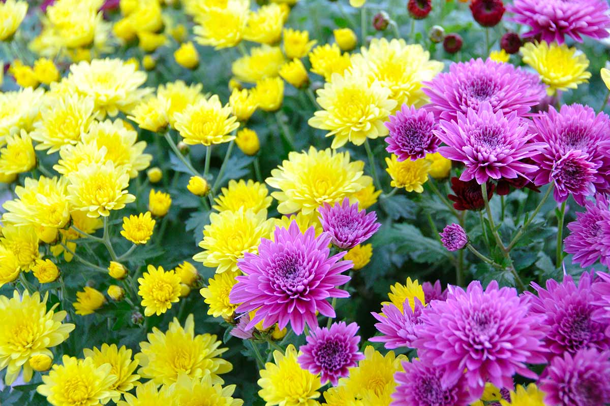 floraison de vos Chrysanthèmes en novembre