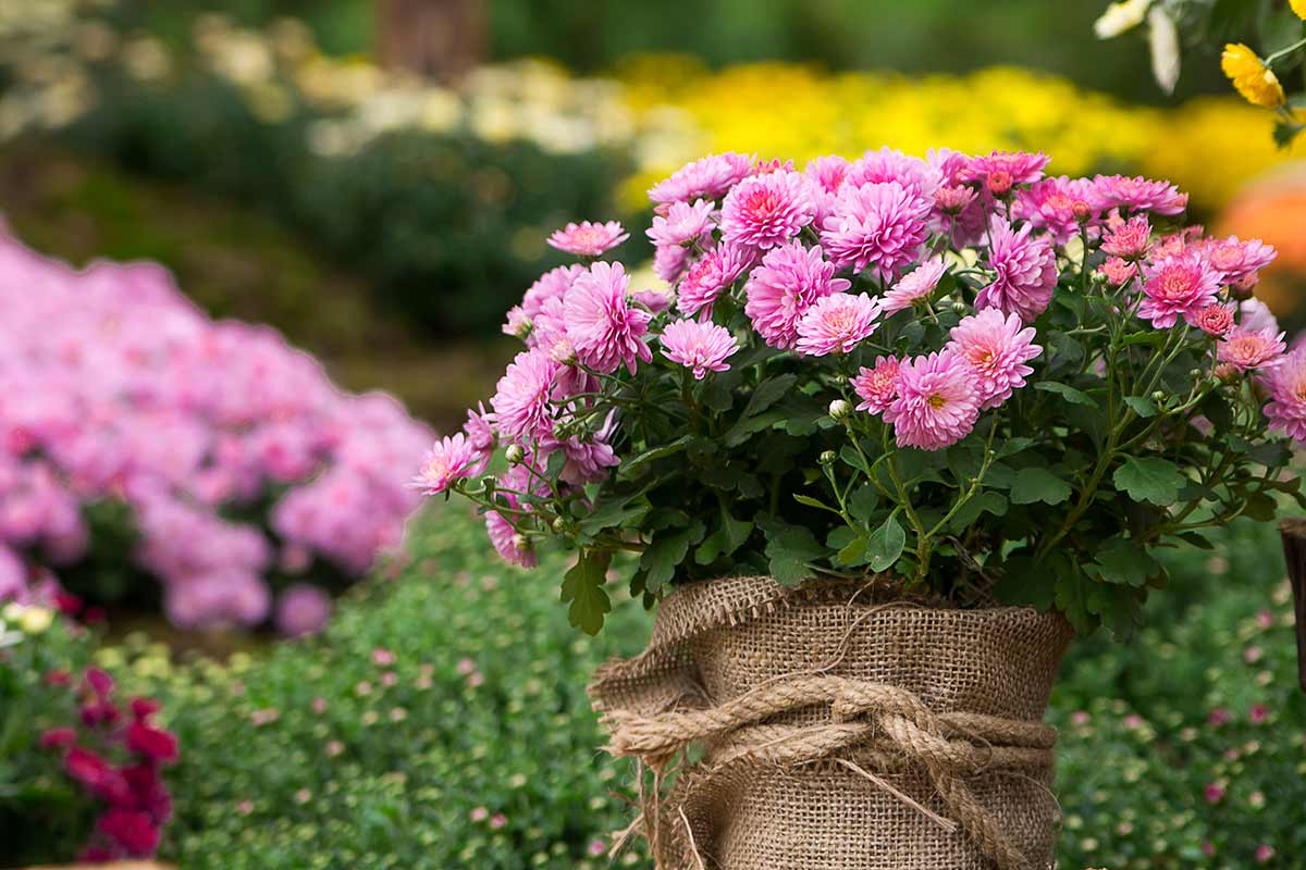 floraison chrysanthèmes