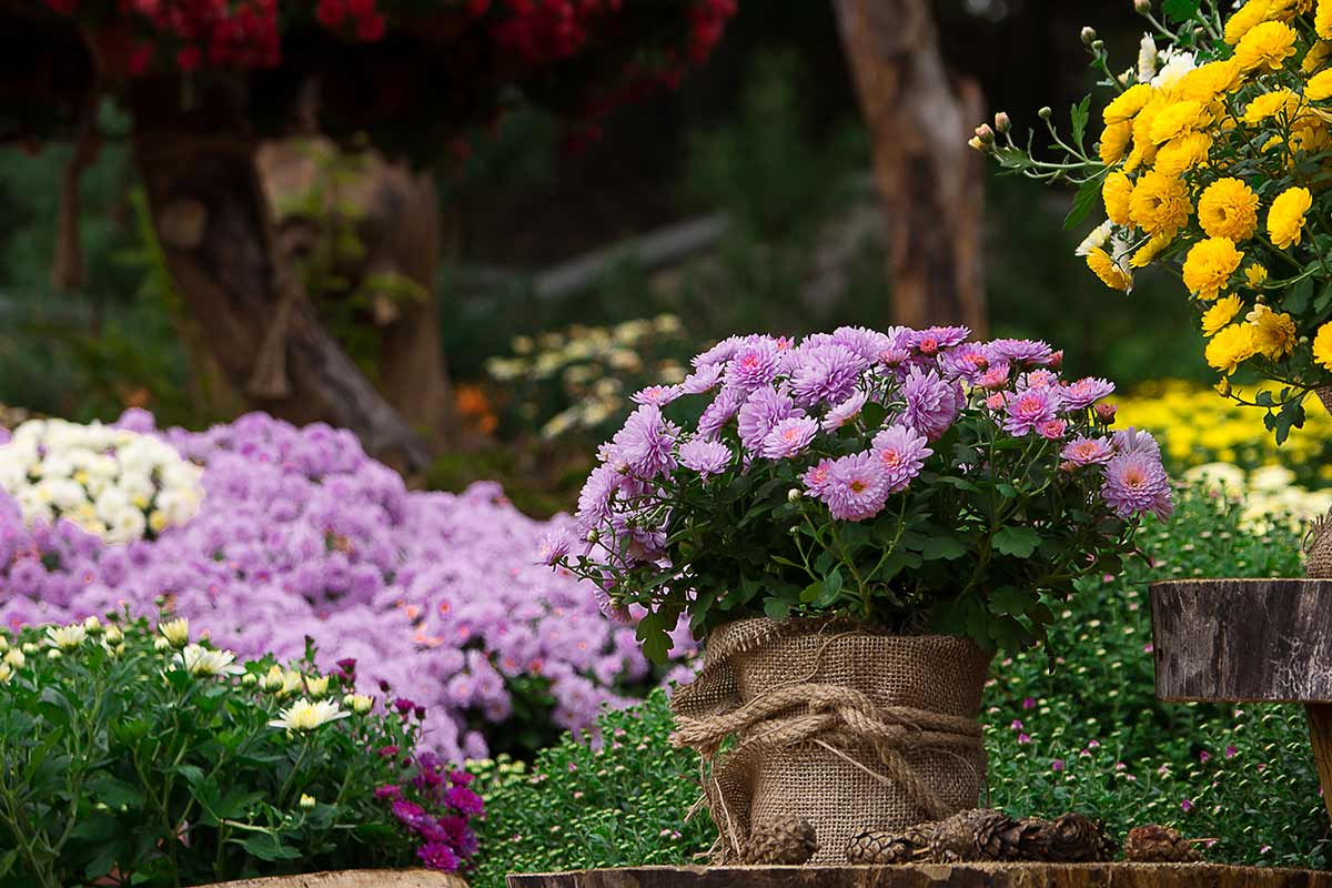 chrysanthèmes en pot dans le jardin