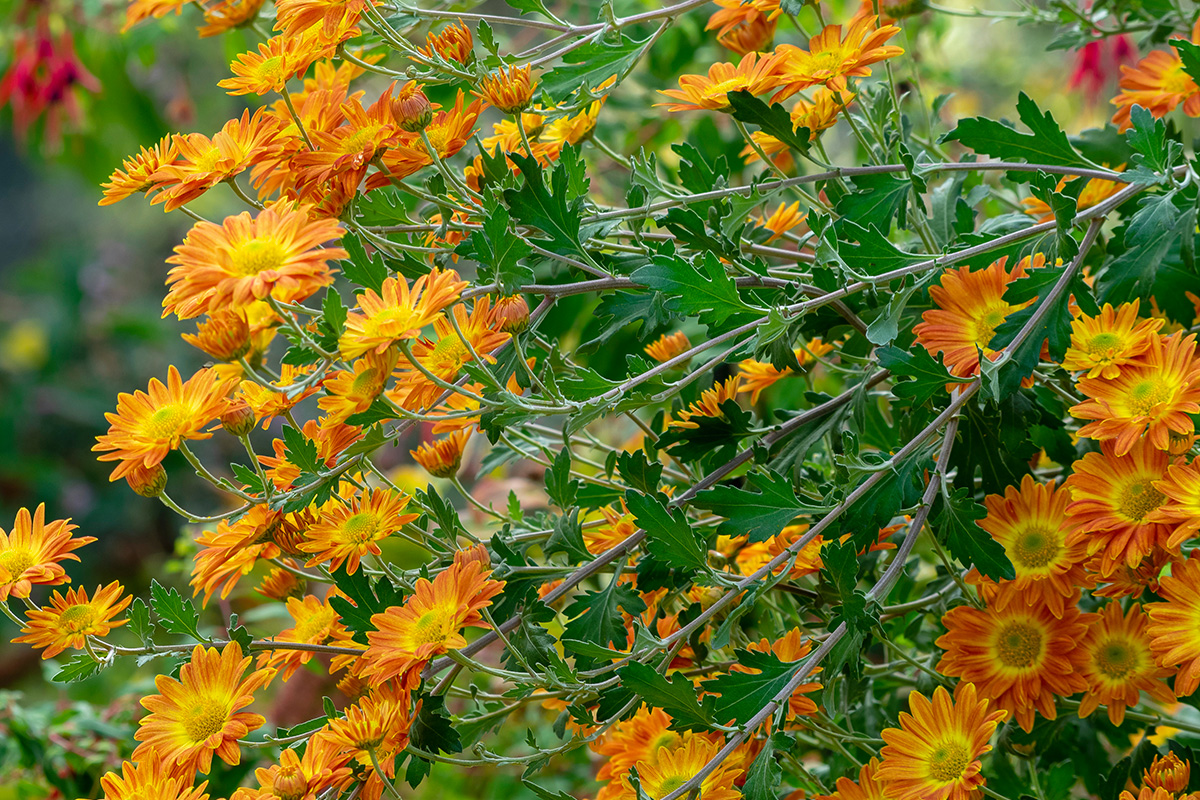 Chrysanthèmes dans le jardin.