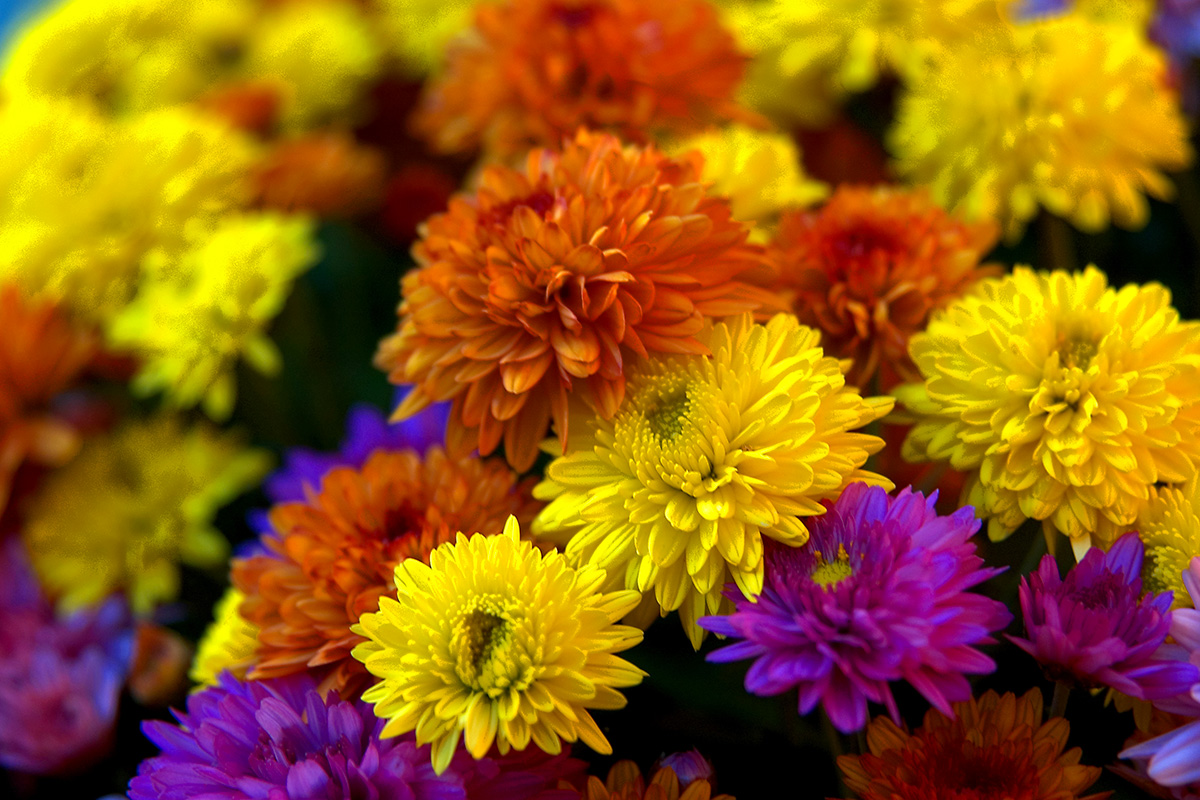 Chrysanthème cultivation