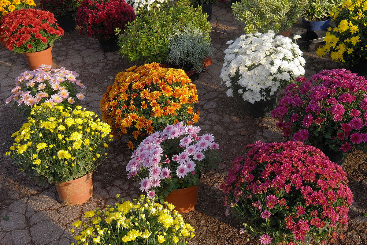 Variétés de Chrysanthèmes