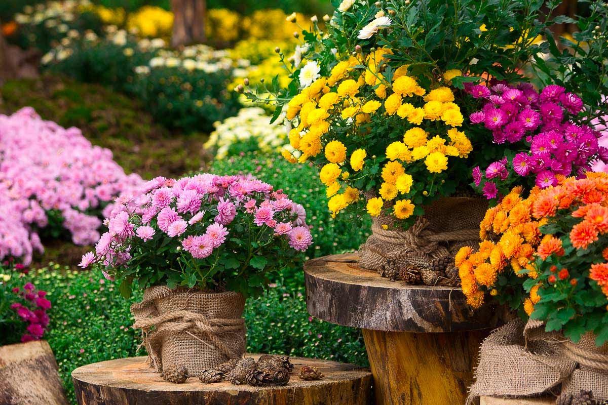 chrysanthèmes en pot dans le jardin